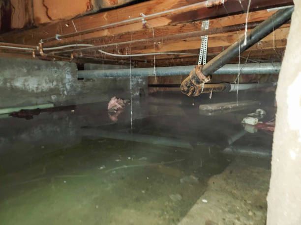 Best Flood damage cleanup  in Ladue, MO
